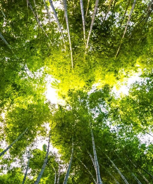 Beautiful landscape of bamboo grove in the forest at Arashiyama Kyoto Japan